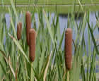 typha-latifolia-junco