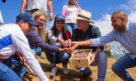 Instalan viveros comunitarios de café en Miranda